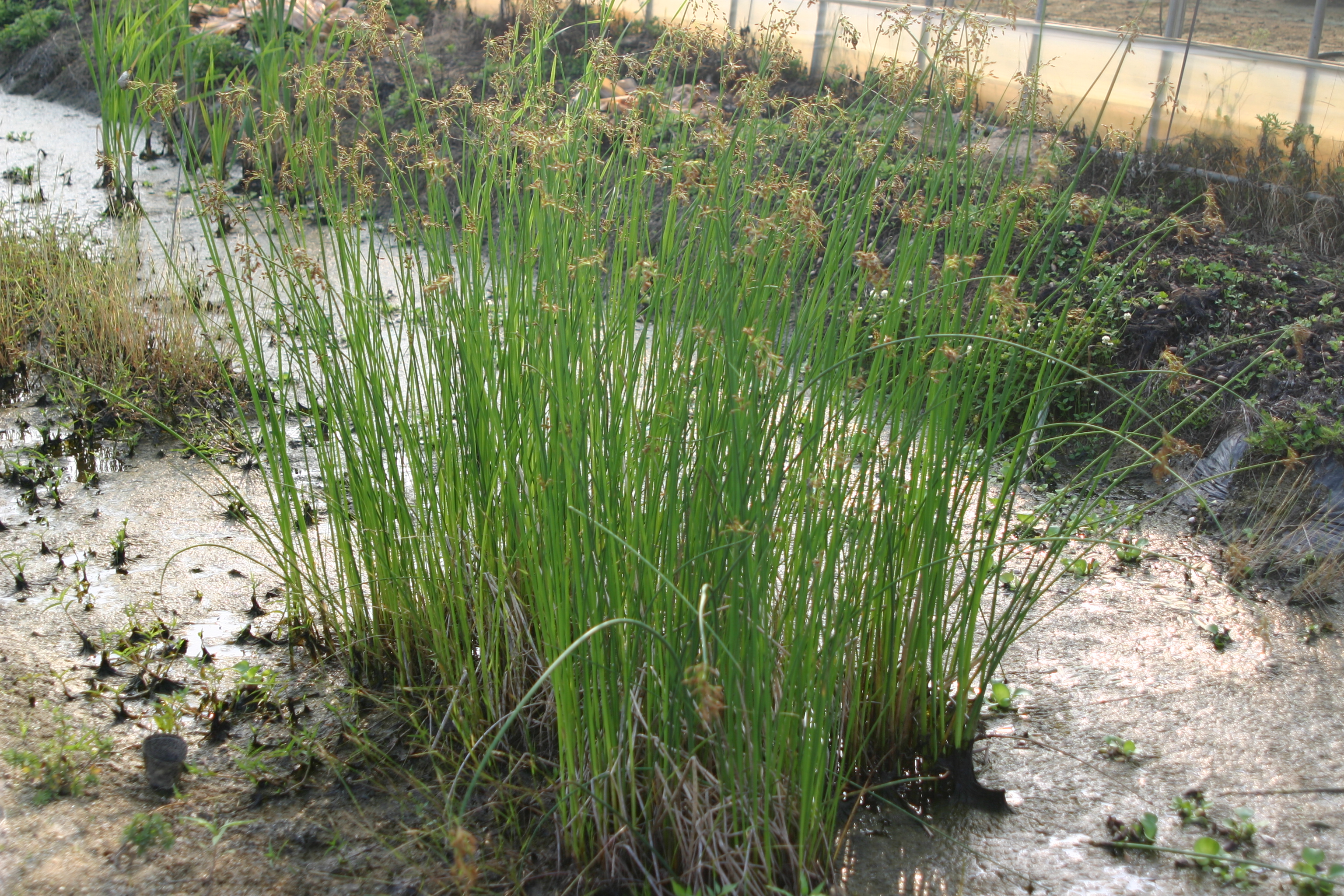 Schoenoplectus tabernaemontani